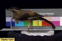 藏品(白耳畫眉)的圖片